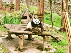 -都江堰中华大熊猫苑
