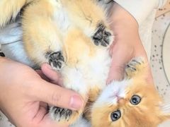 -猫十亿·布偶金渐层·曼基康矮脚猫舍(青年路店)
