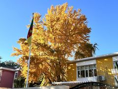 -三里屯东五街银杏大道