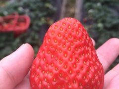 -胜丰草莓采摘园