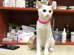 -艾贝尔宠物医院·狂犬免疫点(江山金象城店)