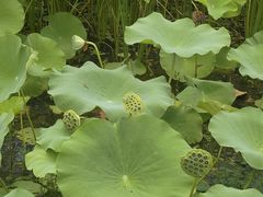 -洪湖生态旅游区