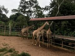 -海南热带野生动植物园