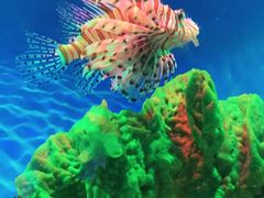 -海合安武汉极地海洋公园