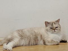 -Heymao猫咖.咖啡厅(东门店)