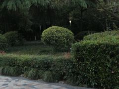 -神仙树公园