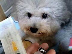 -严国平动物医院(德政总院)