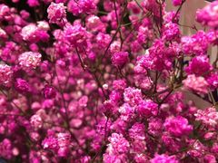 -爱尚幸福鲜花(上地实体店)