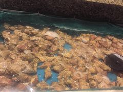 -初色海鲜自助(万丰路店)