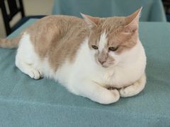 -鼓捣猫呢主题猫咖店