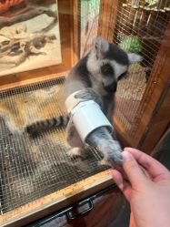 -Zoolung Zoolung动物主题公园(海信广场店)