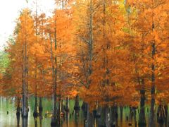 -白鹭湾湿地公园