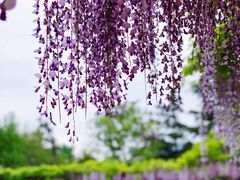 -嘉定紫藤园