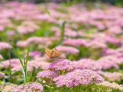 -哈尔滨北方森林动物园