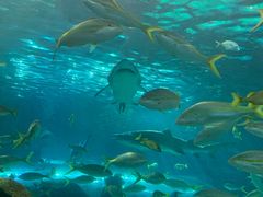-瑞普利水族馆