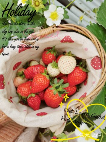 佛山广州好去处特价摘日本白雪公主草莓