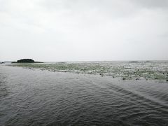 -微山湖红荷湿地景区
