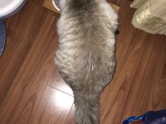 -酷狗靓猫宠物·洗护·美容·寄养(航北路店)
