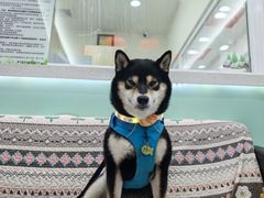 -全心全意连锁动物医院(石景山店)