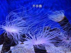 -上海海洋水族馆