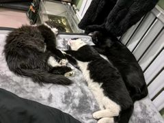 -宠福鑫康馨动物医院·骨科·眼科