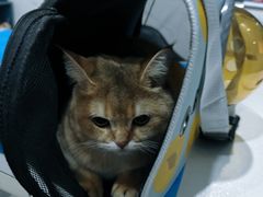-伟伟宠物医院·CT影像中心·瑞派犬猫综合性门诊(汉口总院)