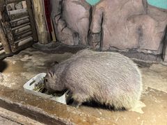 -正佳雨林生态植物园