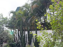 -自由生长植物工作室(深港花卉中心店)