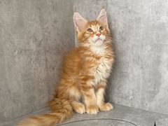 -小猫来了·猫舍(红山六九七九店)