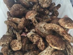 -蘑统田下·野生菌火锅