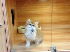 -猫十亿·布偶金渐层·曼基康矮脚猫舍(青年路店)