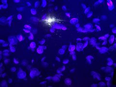 -石家庄海洋公园