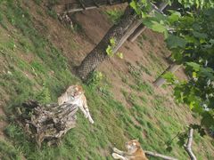 -西霞口神雕山野生动物世界