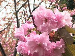 -高东镇樱花园