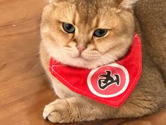 -猫小主咖啡·猫咖cat cafe(福田店)