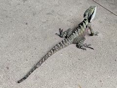 -可伦宾野生动物保护区