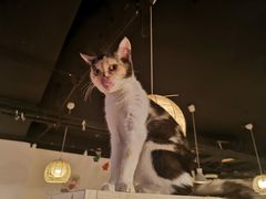 -Cappucimeow猫咪咖啡馆(韦伯时代店)