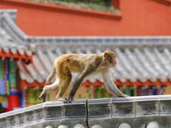 -黔灵山公园