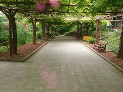 -嘉定紫藤园