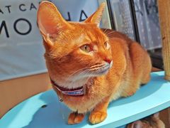 -MOCHA明星猫咖(田子坊店)
