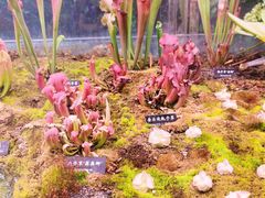 -中国科学院西双版纳热带植物园