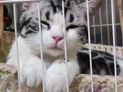 -袖虎·猫馆(体育西路店)