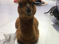 -Heymao猫咖.咖啡厅(东门店)