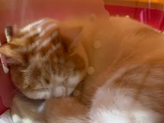 -纳吉亚猫专科动物诊疗中心(蒋宅口分院)
