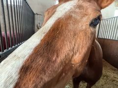 -北京群众马术培训基地