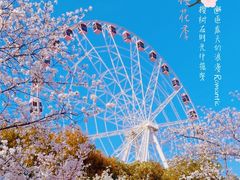 -顾村公园