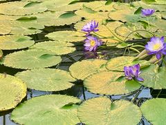 -国家植物园南园