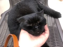 -老吴的猫·猫舍(新区店)