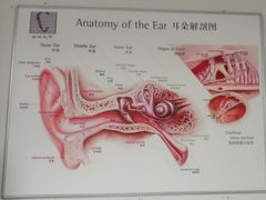 -自然之声助听器·呼吸机(公园路店)