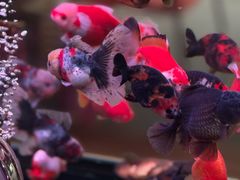 -溪岸路花鸟市场